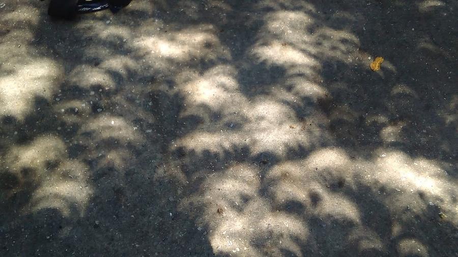  Solar Eclipse 2017 Shadows On A Street In New Orleans Photograph by Michael Hoard
