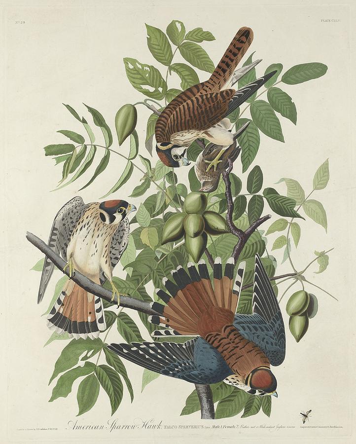 John James Audubon Drawing - American Sparrow Hawk by Dreyer Wildlife Print Collections 