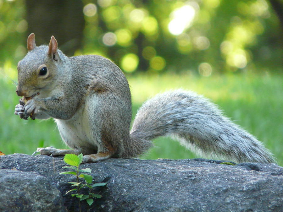 American Squirrel Photograph by Valerie Ornstein
