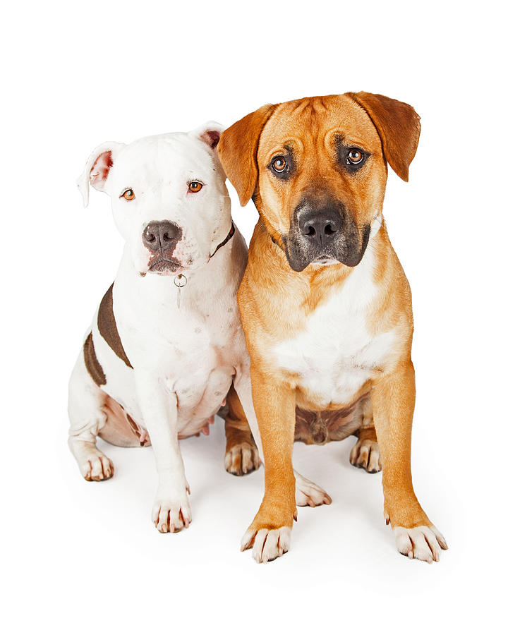 American Staffordshire and Large Mixed Breed Dogs Sitting Togeth Photograph by Good Focused American Staffordshire and Large Mixed Breed Dogs Sitting Togeth Photograph by Good Focused