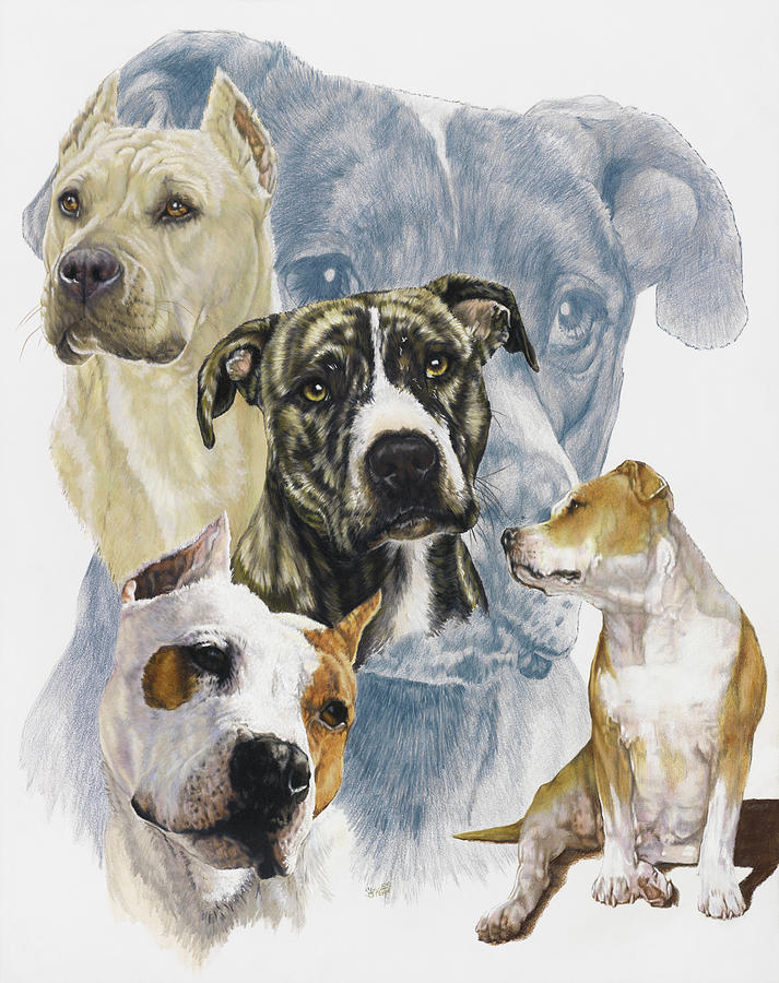 American Staffordshire Terrier Drawing by Barbara Keith