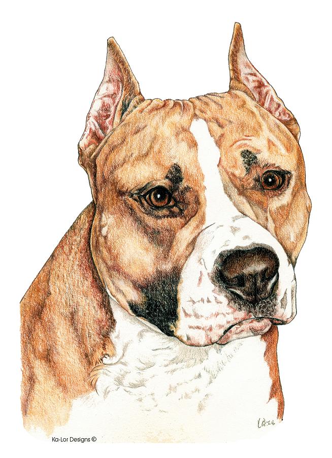 American Staffordshire Terrier Drawing