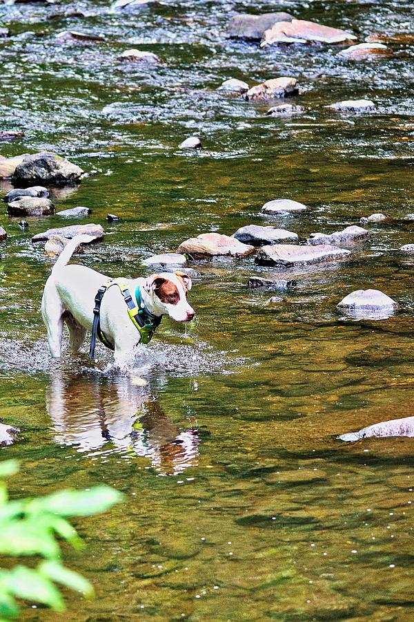 American Staffordshire Terrier Making A Splash Photograph