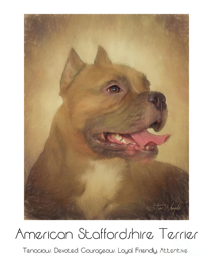 American Staffordshire Terrier Poster Digital Art by Tim Wemple