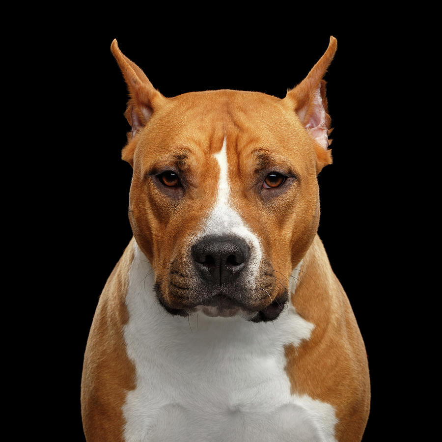 Animal Photograph - American Staffordshire Terrier by Sergey Taran