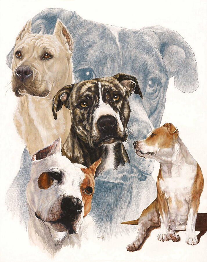 Animal Mixed Media - American Staffordshire Terrier Medley by Barbara Keith