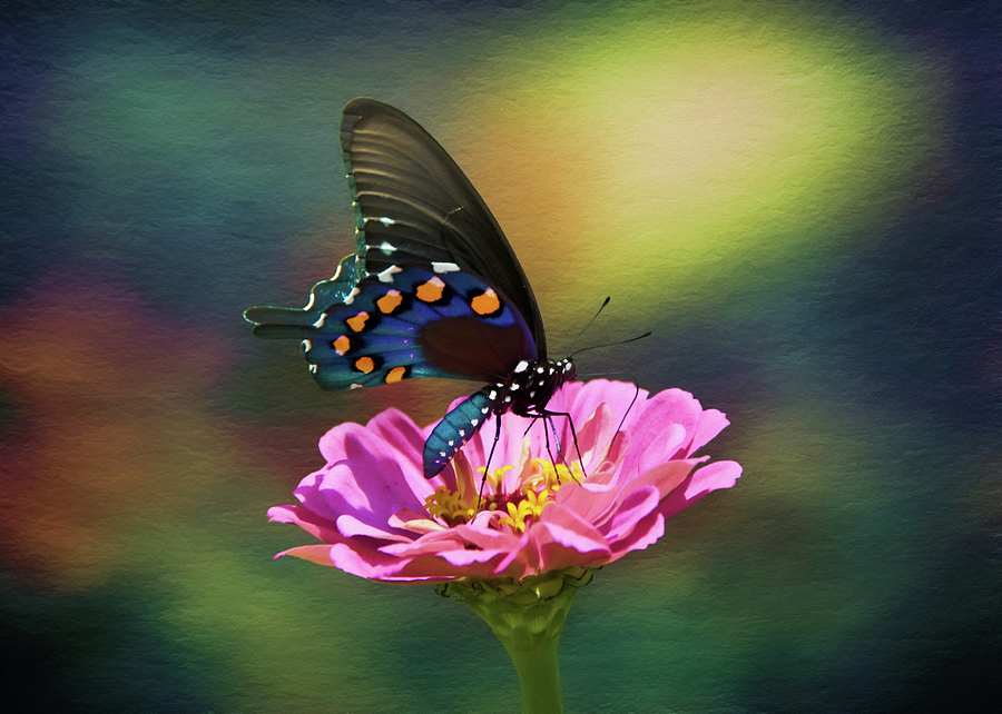American Swallowtail Photograph by Steven Michael