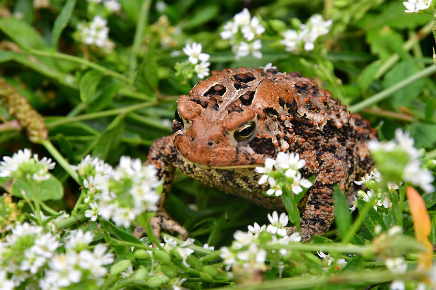 Nature Photograph - American Toad 5628 by Michael Peychich