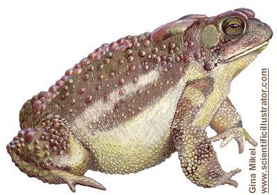 American Toad Colored Pencil Illustration Drawing by Gina Mikel - Fine ...