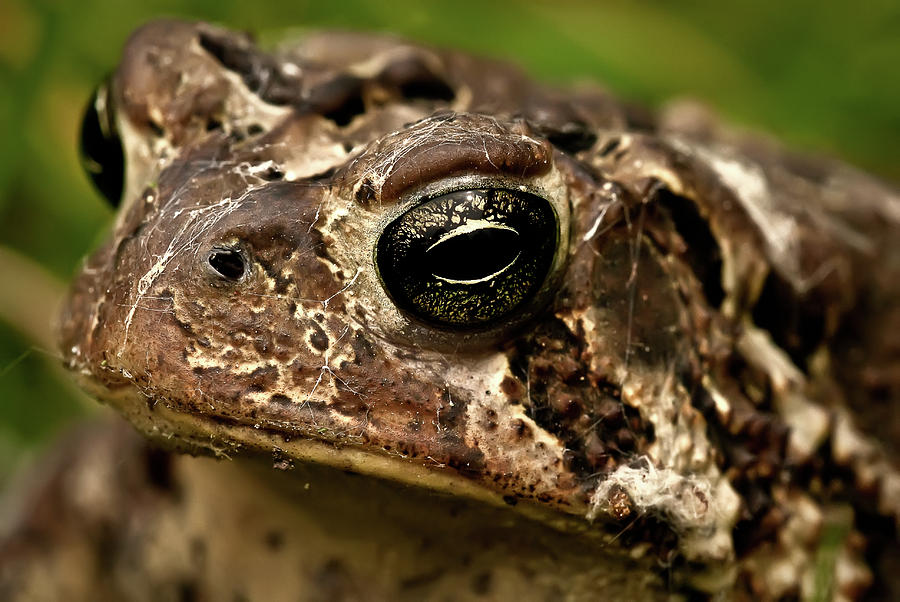 American Toad Portrait Photograph