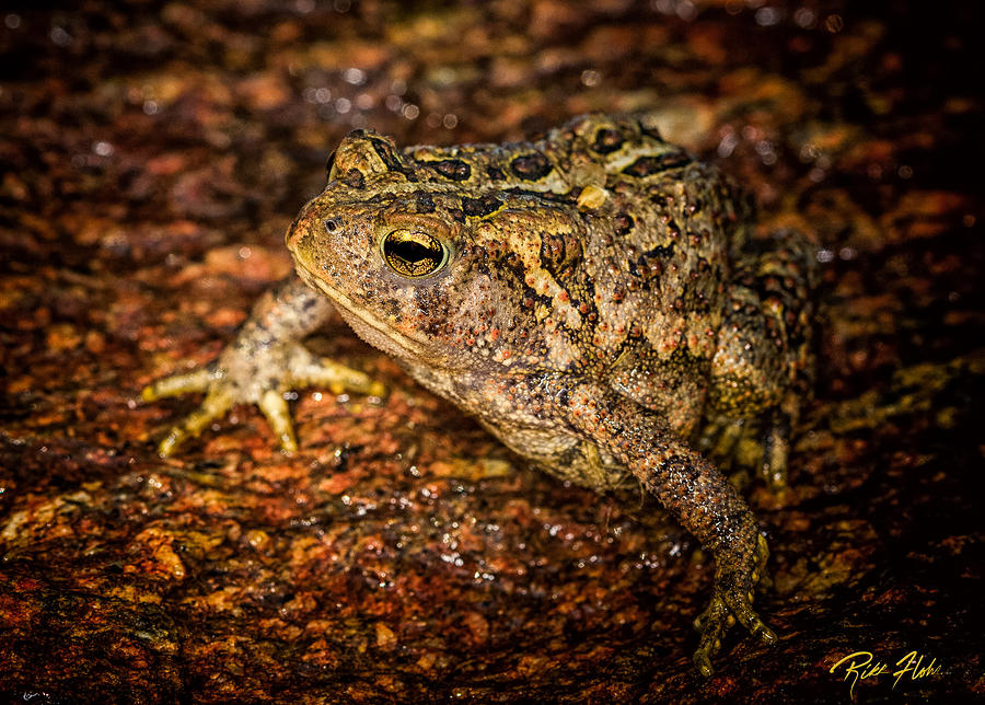 American Toad Photograph by Rikk Flohr