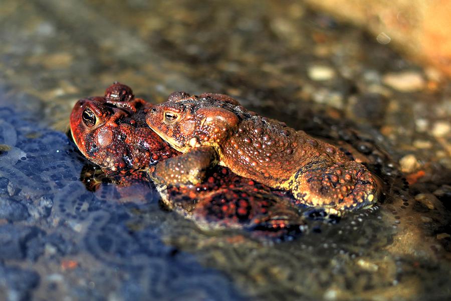 American Toads In Love Photograph