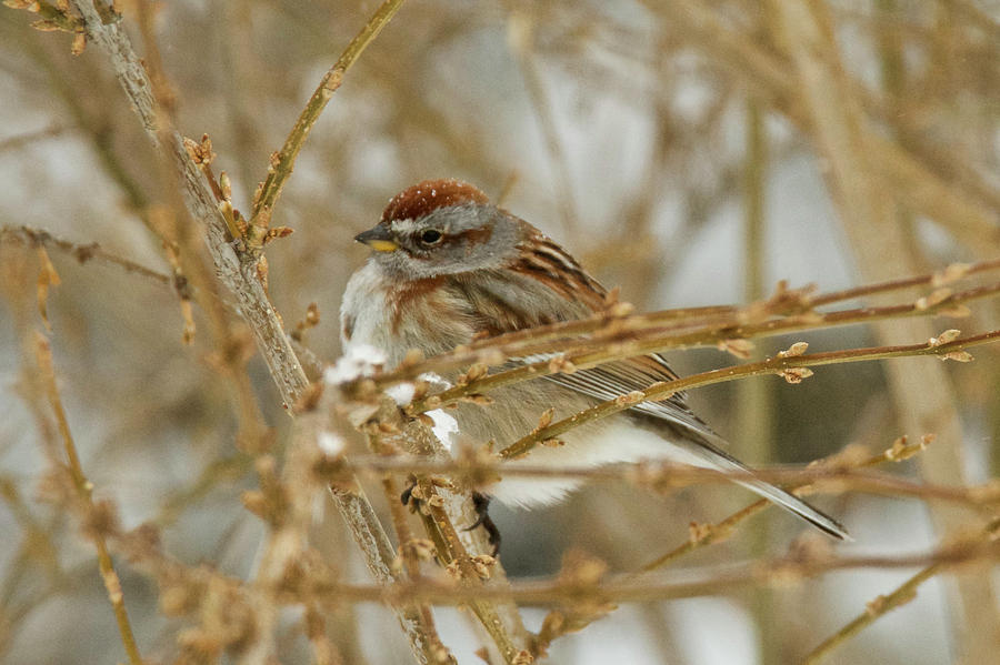 American Tree Sparrow 3009 Photograph by Michael Peychich