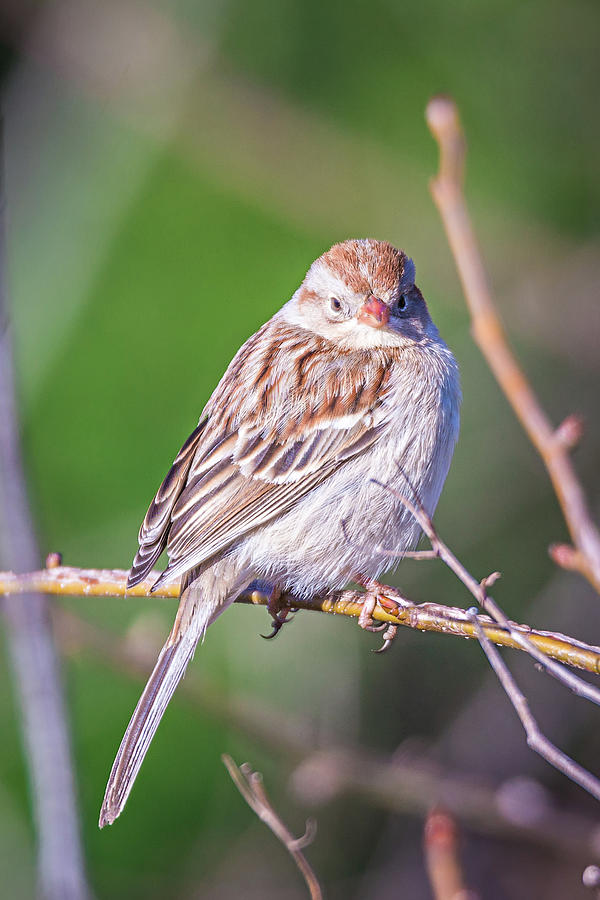American Tree Sparrow Perched On A Tree In Spring Photograph by Alex Grichenko