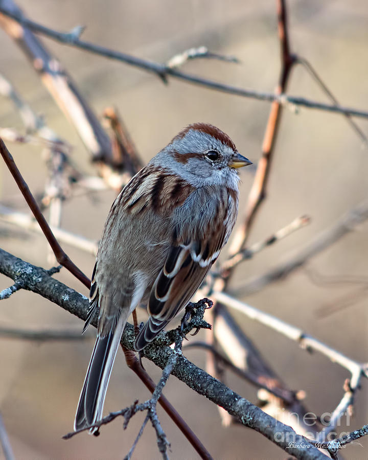 American Tree Sparrow Profile Photograph by Barbara McMahon