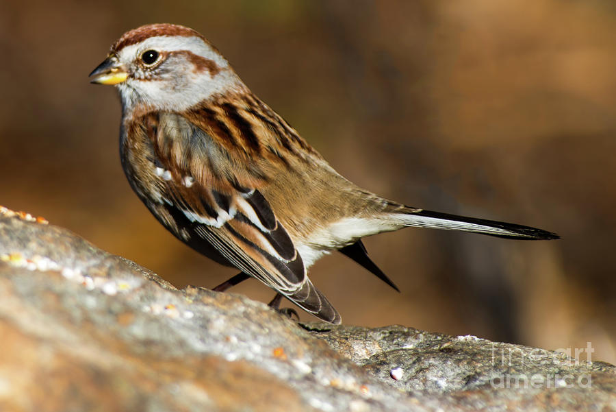American Tree Sparrow Photograph