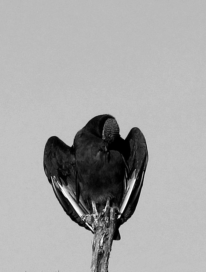  American Vulture in Black and White  Photograph by Christopher Mercer