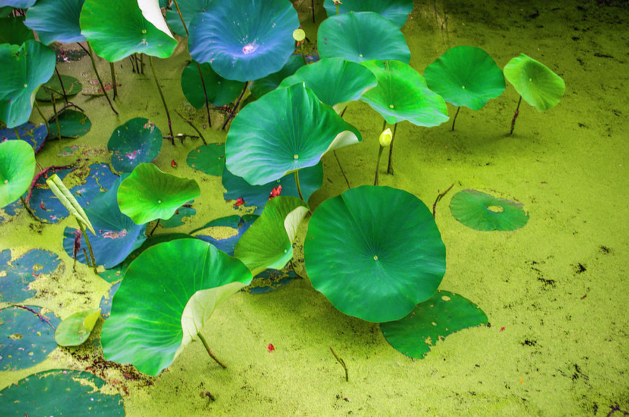 American Water Lotus Pads Photograph by Deborah Smolinske