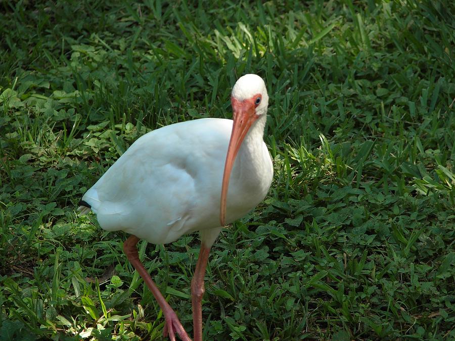American White Ibis Photograph by Carl Moore