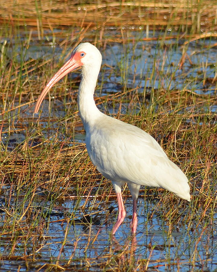 American White Ibis  Photograph by Carla Parris