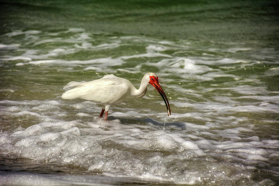 Ibis Photograph - American White Ibis by Greg and Chrystal Mimbs