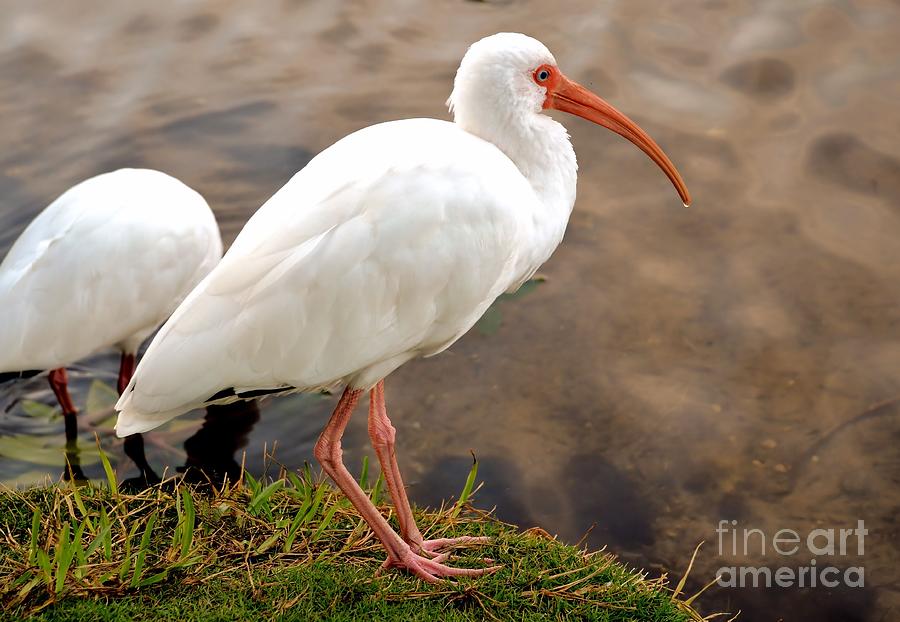 American White Ibis Photograph by Elaine Manley