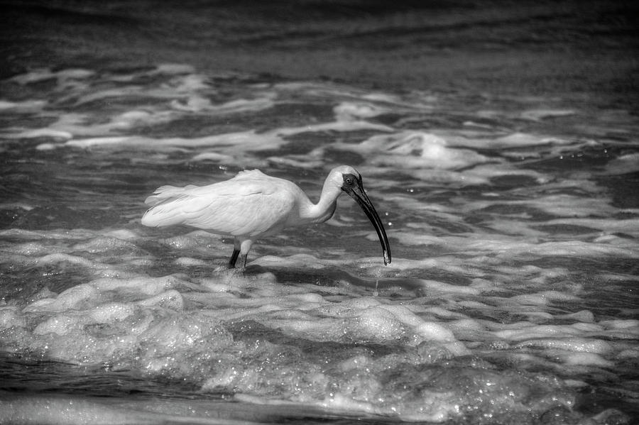 American White Ibis in Black and White Photograph by Greg and Chrystal Mimbs