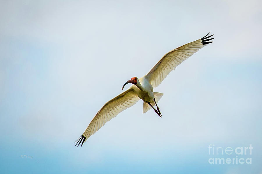 Everglades National Park Photograph - American White Ibis by Rene Triay FineArt Photos