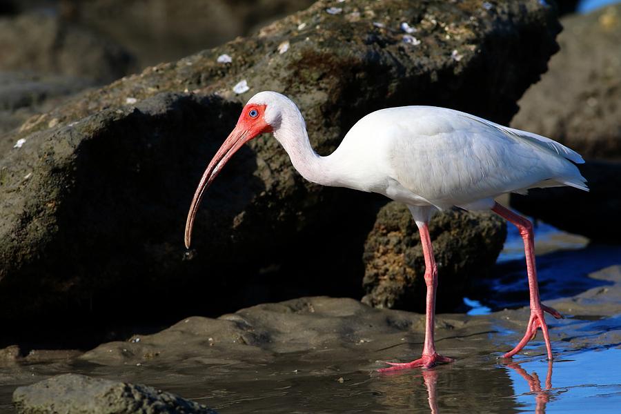 American White Ibis Walking Photograph by Carol Montoya American White Ibis Walking Photograph by Carol Montoya