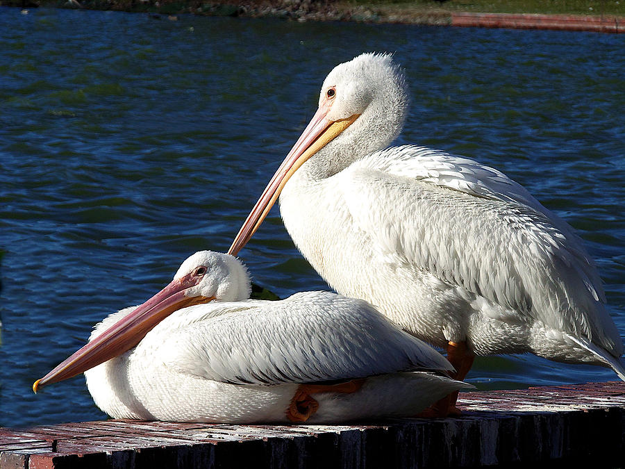 American White Pelican 000 Photograph by Christopher Mercer