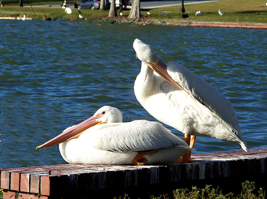 American White Pelican 001 Photograph by Christopher Mercer