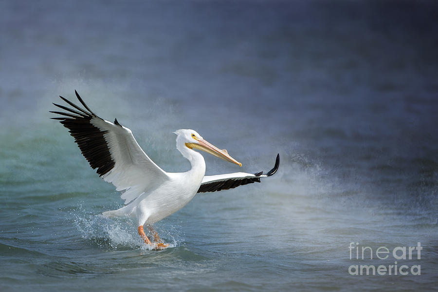 American White Pelican  Photograph by Bonnie Barry
