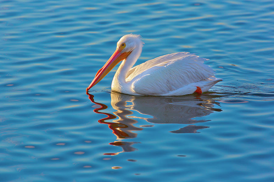 American White Pelican Photograph by Brian Knott Photography
