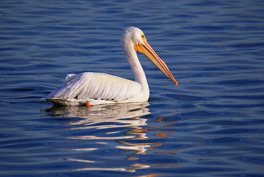 American White Pelican By H H Photography Of Florida Photograph by HH ...