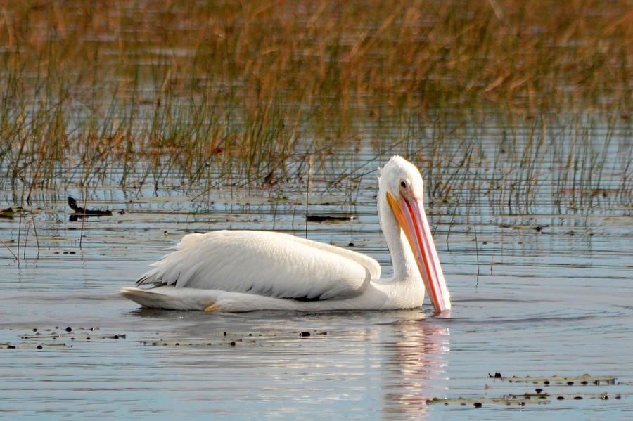 Feather Photograph - American White Pelican by Carla Parris