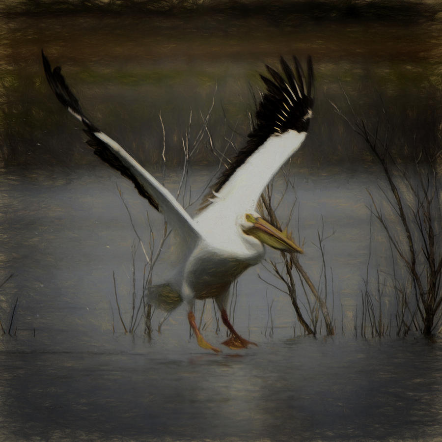 Pelican Digital Art - American White Pelican Da square by Ernest Echols