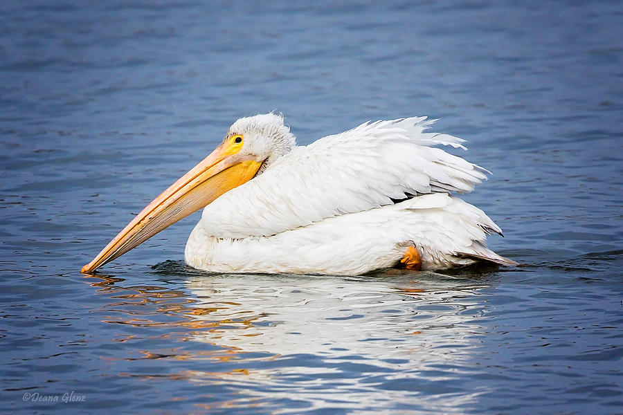 American White Pelican Photograph by Deana Glenz