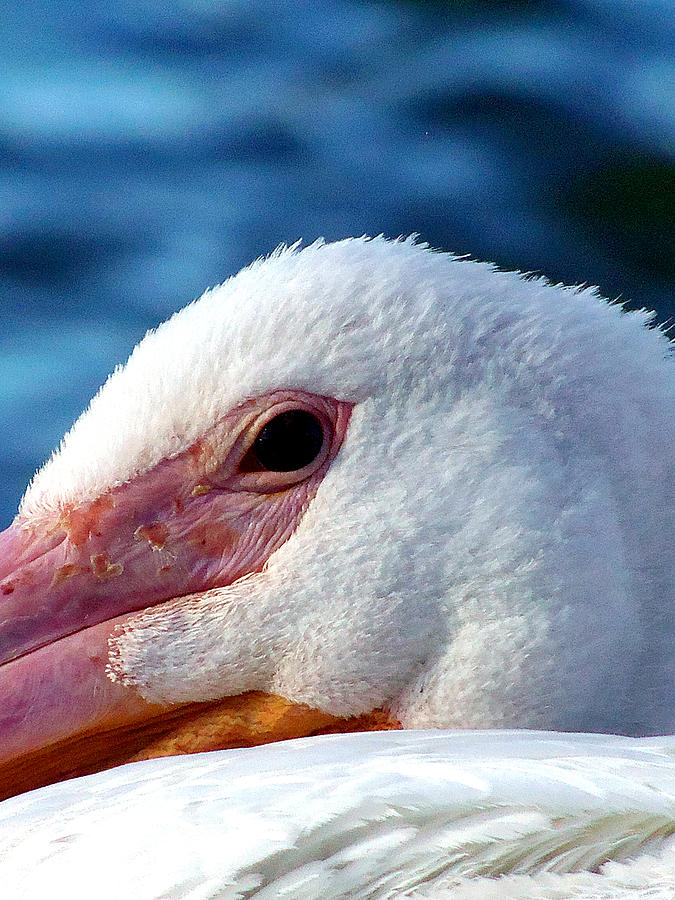 American White Pelican Eye 000 Photograph by Christopher Mercer