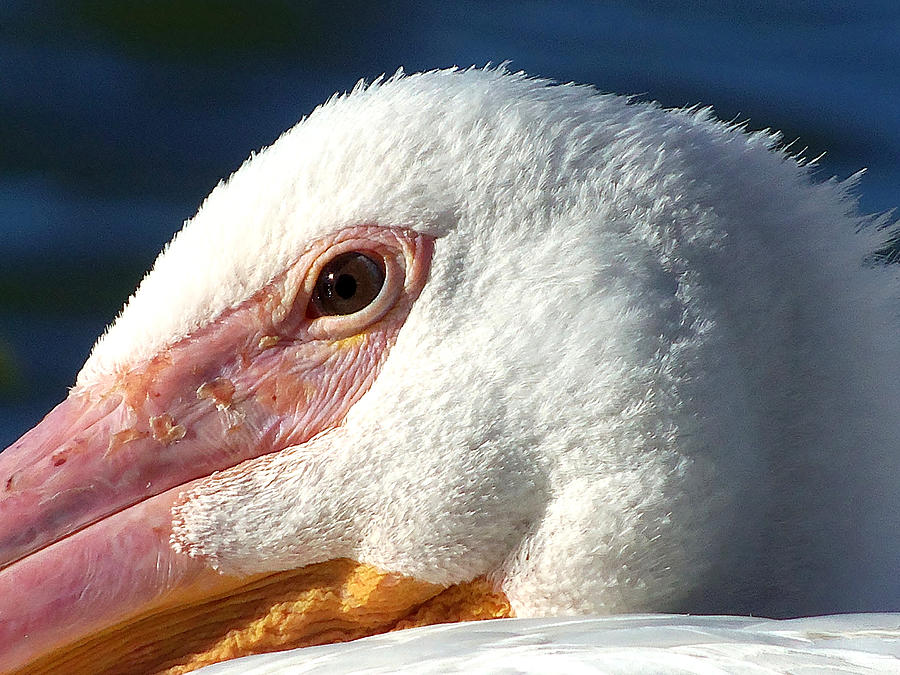 American White Pelican Eye Photograph by Christopher Mercer