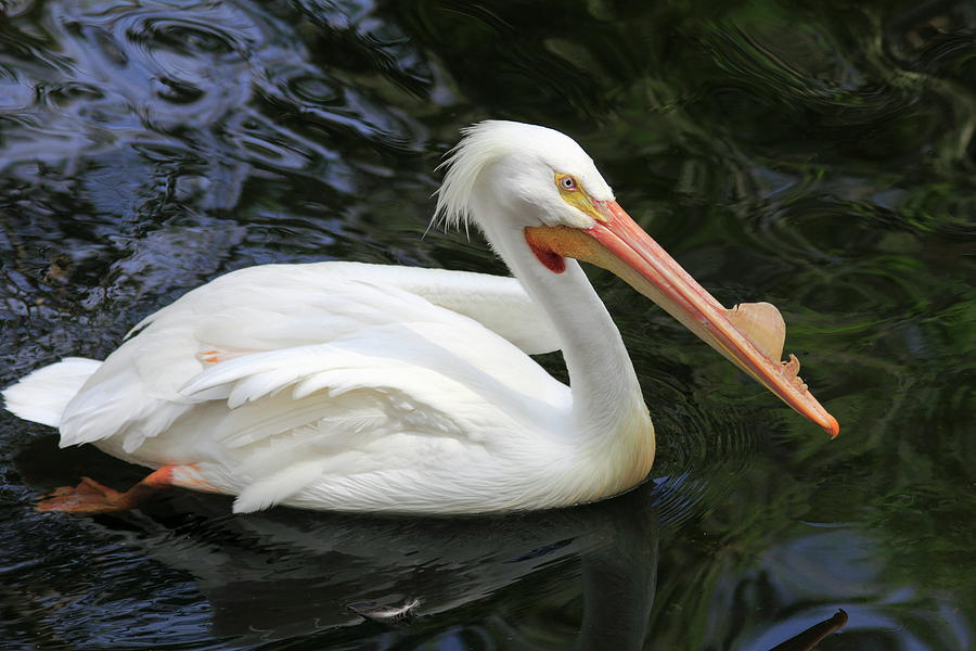 American White Pelican, Florida Photograph by Gary Corbett