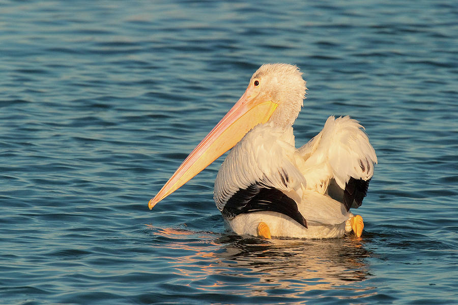 American White Pelican - Huntington Beach California Photograph