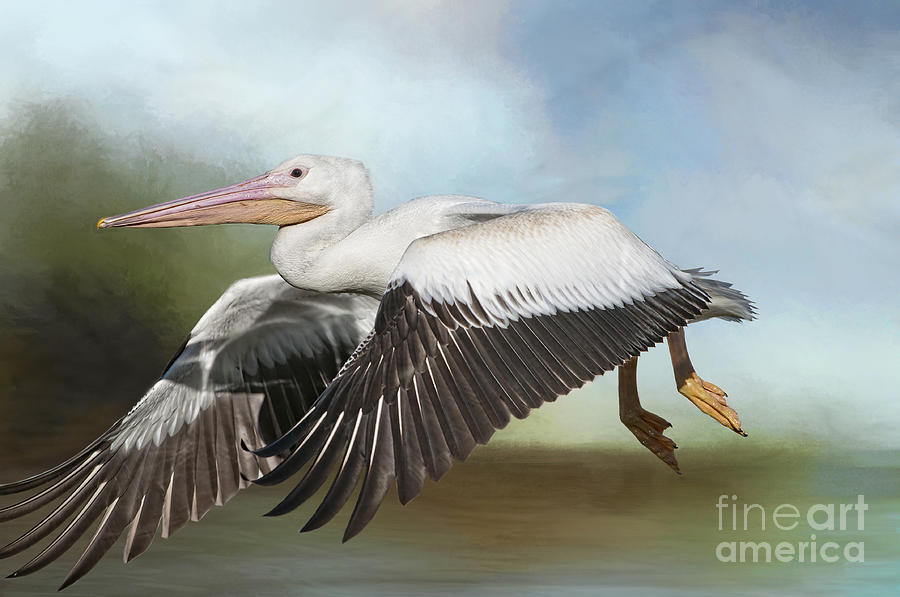 American White Pelican in Flight Photograph by Bonnie Barry