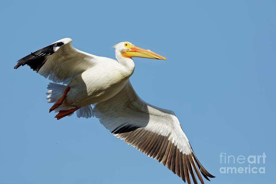 American White Pelican in Flight Photograph by Natural Focal Point Photography