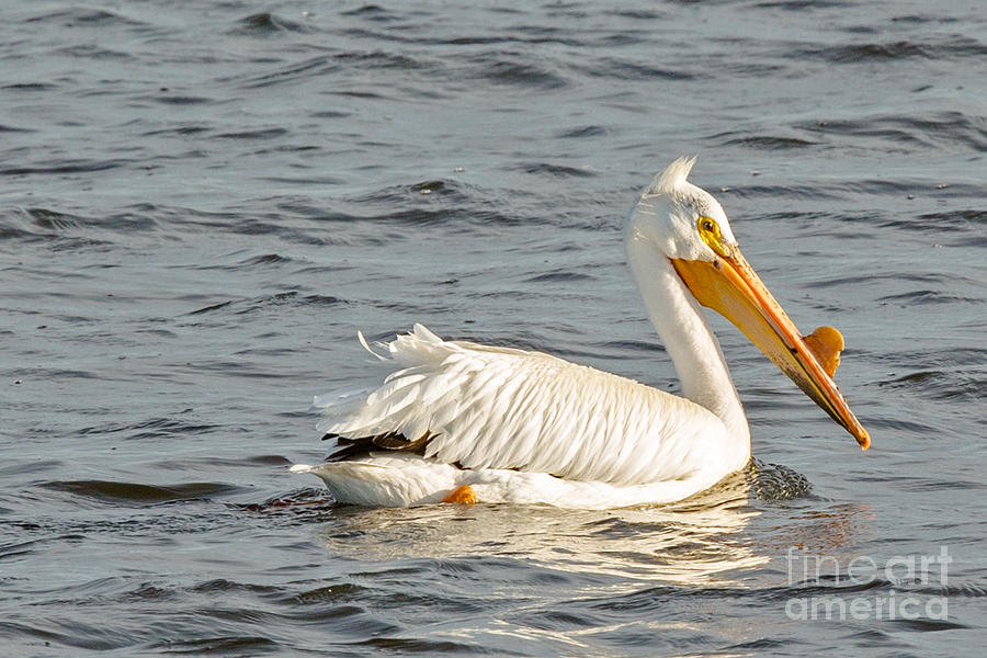 American White Pelican in Spring Photograph by Natural Focal Point Photography