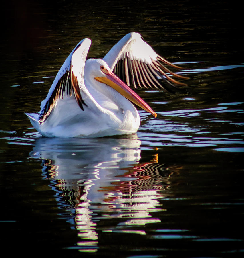 American White Pelican Photograph by Dr Janine Williams