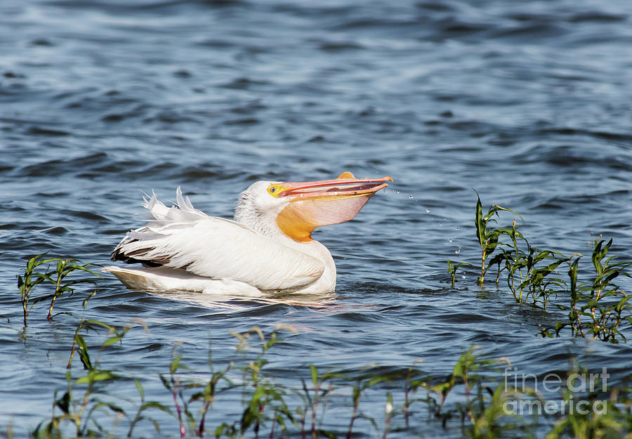 American White Pelican Male Photograph by Robert Frederick
