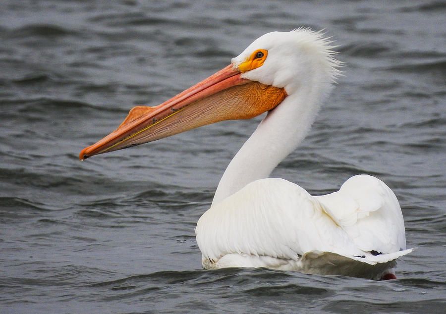 American White Pelican Photograph by Mindy Musick King