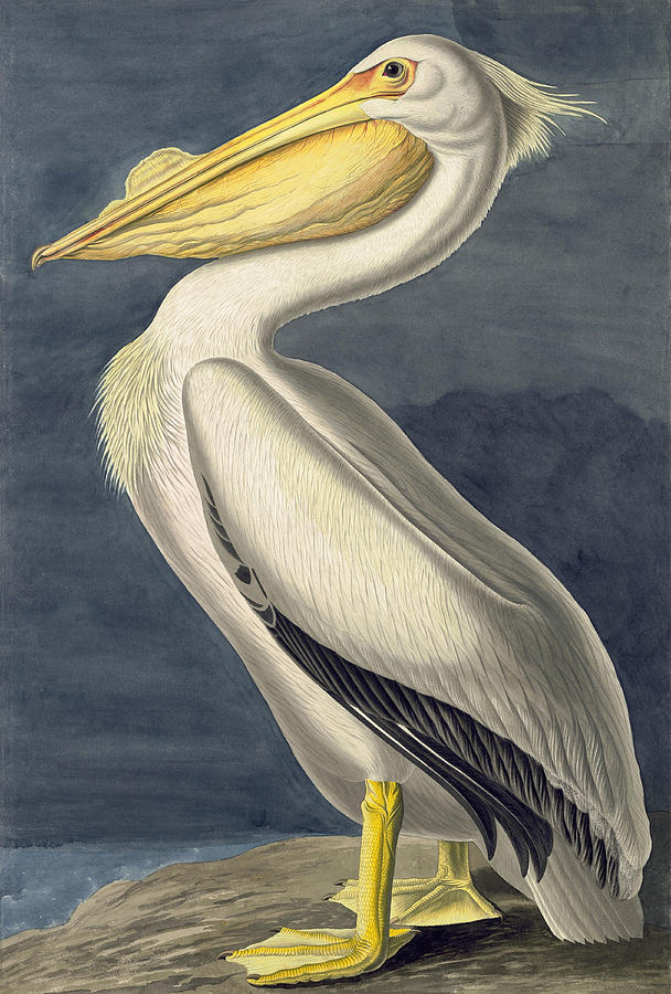 American White Pelican. Pelecanus erythrorhynchos Drawing by John James Audubon