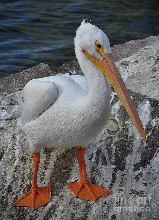American White Pelican Photograph by Savannah Gibbs
