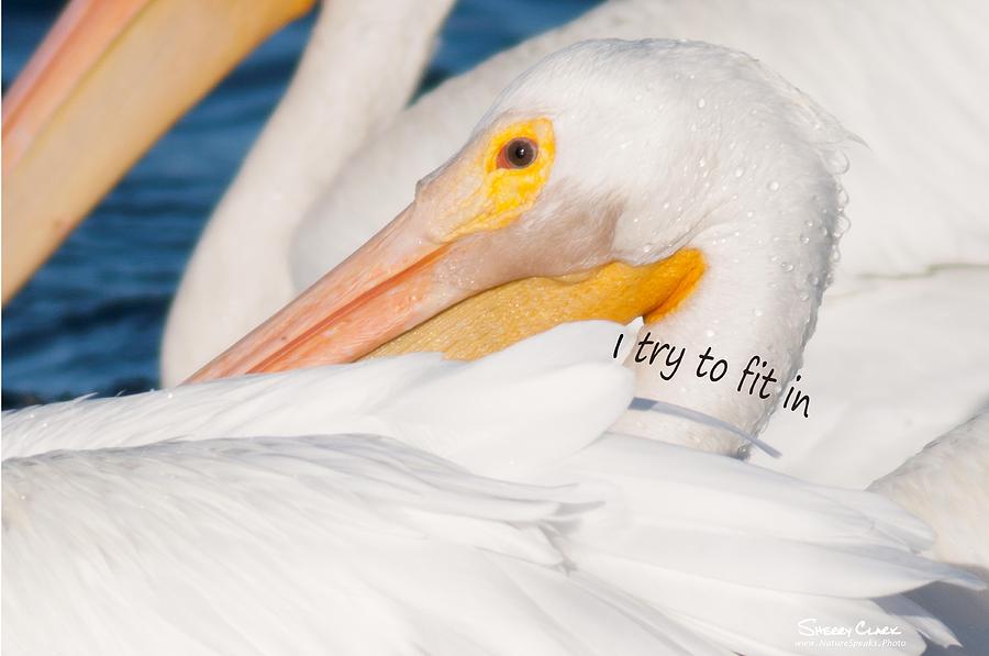 American White Pelican says I try to Fit In Photograph by Sherry Clark